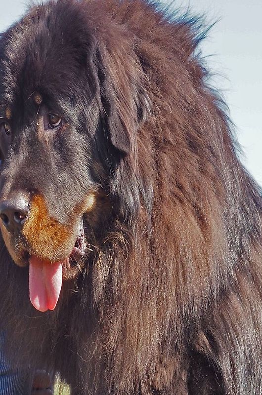 Ein Leben unter Hunden
