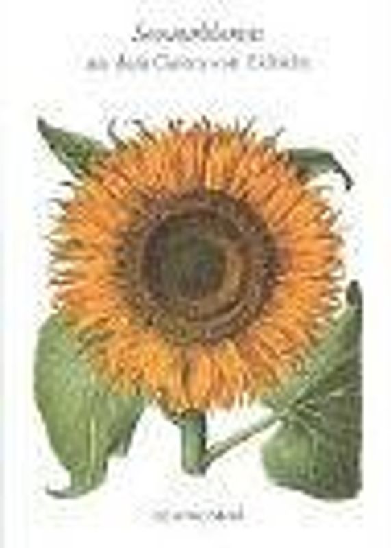 Sommerblumen aus dem Garten von Eichstätt