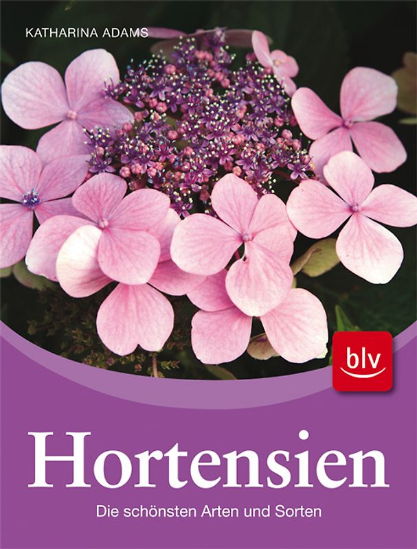 Hortensien