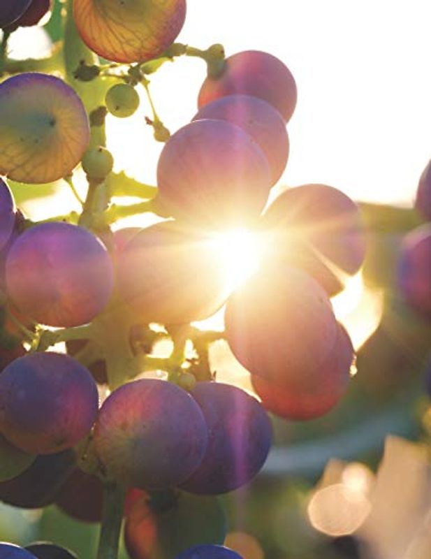 Wein Tasting Buch: Dein persönliches Verkostungsbuch zum selber ausfüllen ♦ für über 100 verschiedene Weine ♦ Großzügiges A4+ Format ♦ Motiv: Trauben: ... Großzügiges A4+ Format ♦ Motiv: Trauben