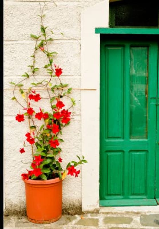 Haustiere verboten !: Wie eine wilde Glückskatze das Leben von zwei Menschen total veränderte !