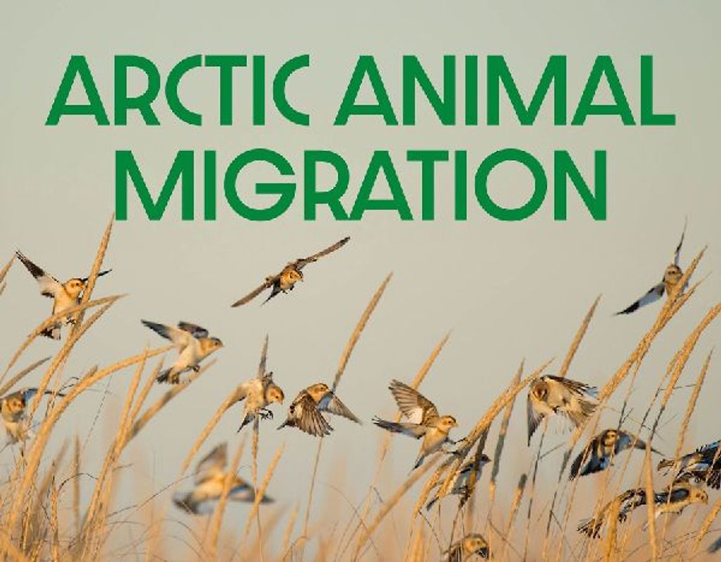Arctic Animal Migration