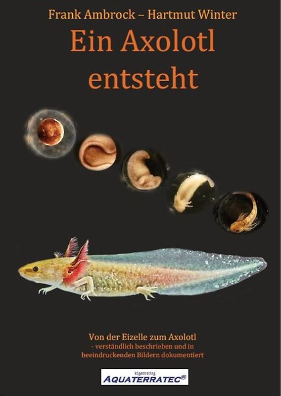 Ein Axolotl entsteht