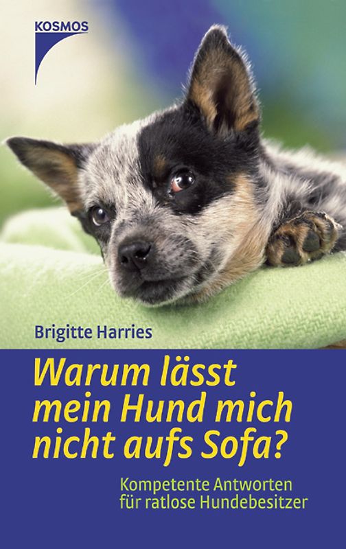Warum lässt mein Hund mich nicht aufs Sofa?