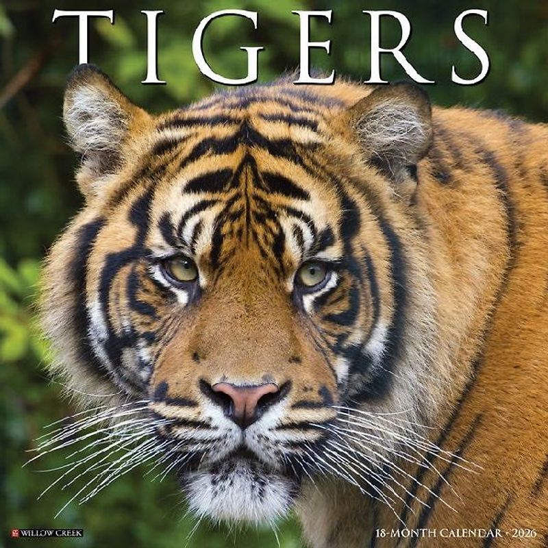 Tigers 2026 12 X 12 Wall Calendar