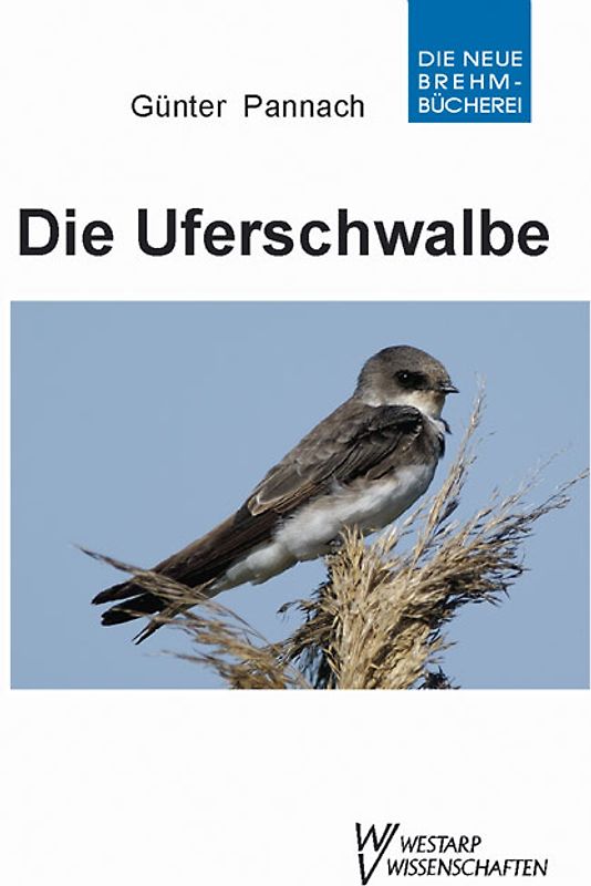 Die Uferschwalbe
