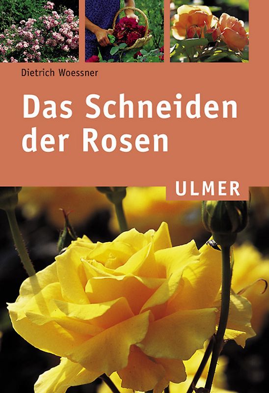 Das Schneiden der Rosen