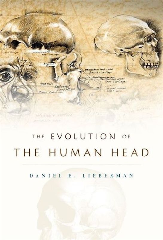 Evolution of the Human Head