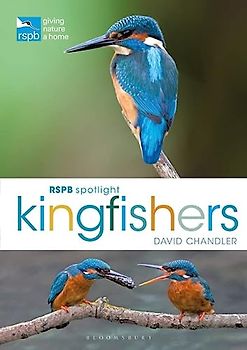 RSPB Spotlight Kingfishers