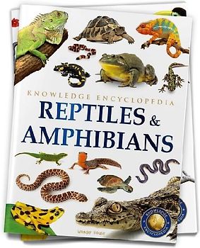 Animals: Reptiles and Amphibians