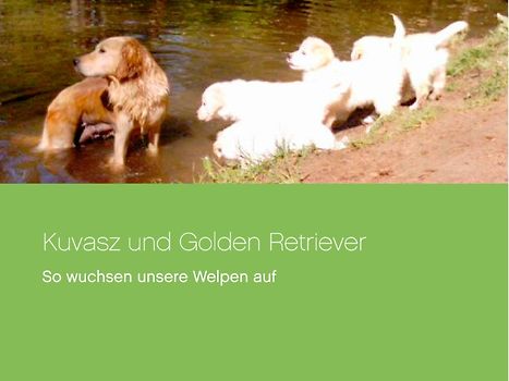 Kuvasz und Golden Retriever