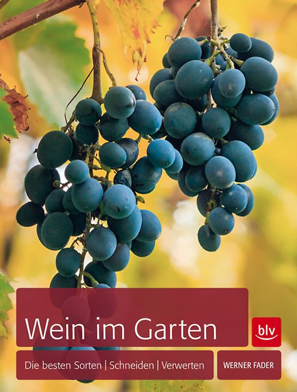 Wein im Garten