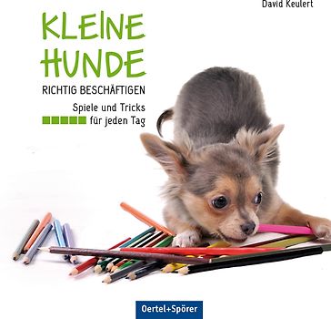 Kleine Hunde richtig beschäftigen