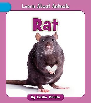 Rat