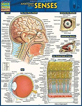 Anatomy of the Senses: Quickstudy Laminated Reference Guide (Quick Study Academic Sight)