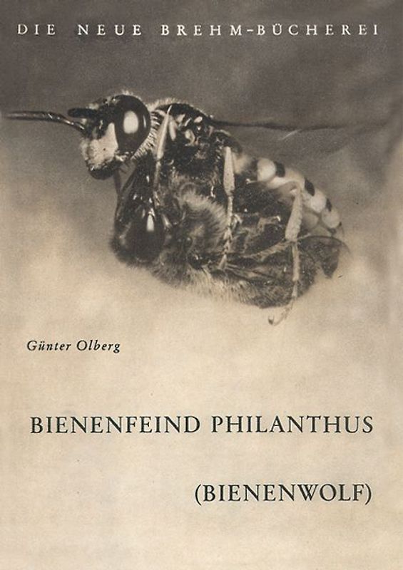 Der Bienenfeind Philantus