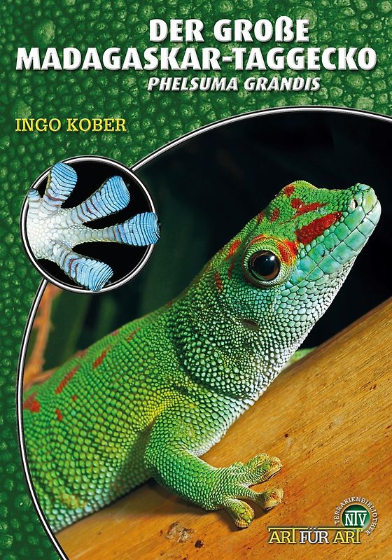 Der Große Madagaskar-Taggecko