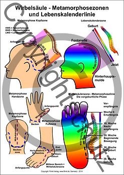 Wirbelsäule - Metamorphosezonen