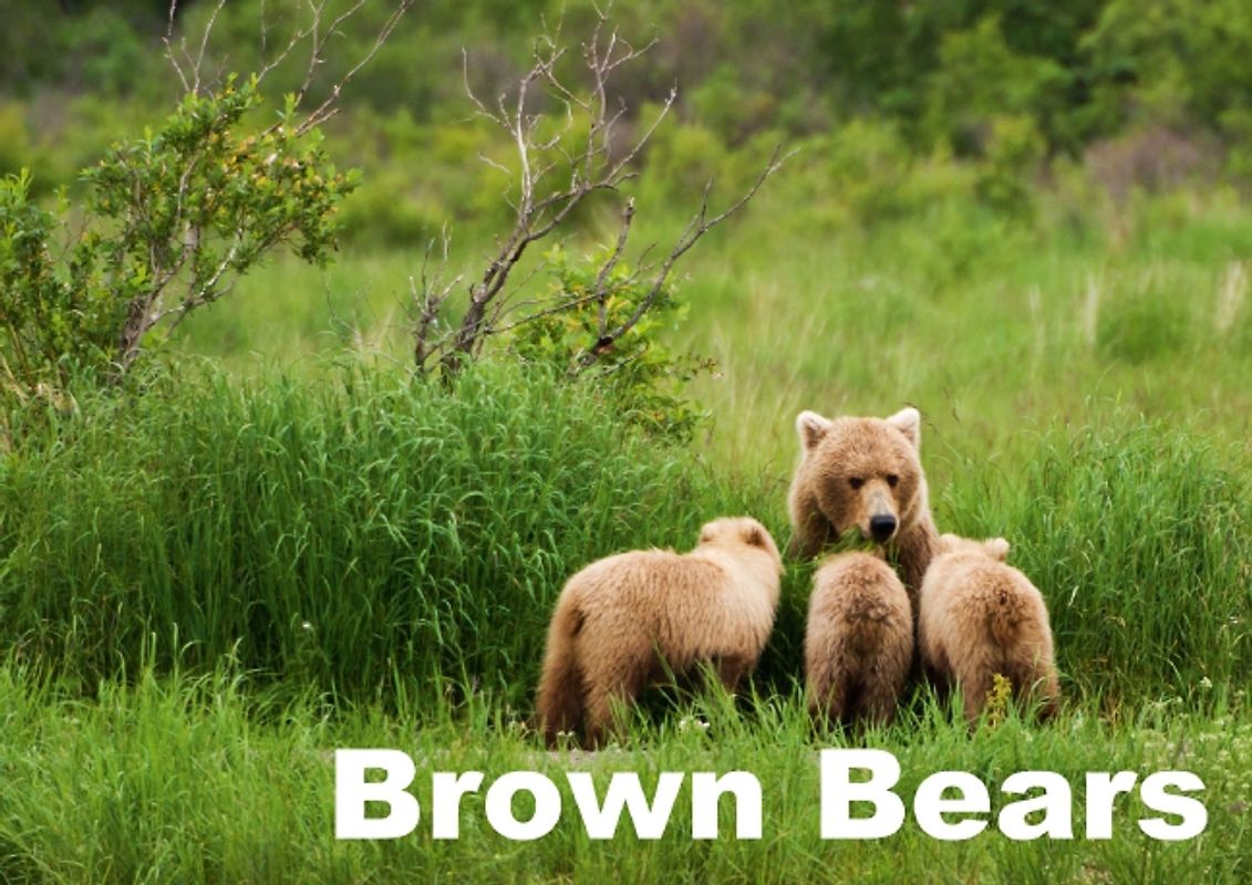 Brown Bears (Poster Book DIN A3 Landscape)