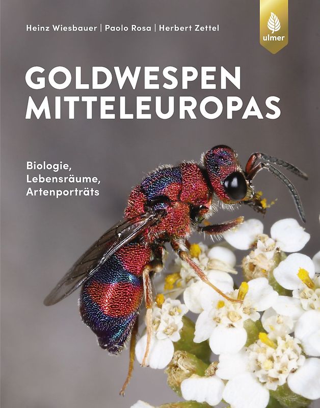 Die Goldwespen Mitteleuropas