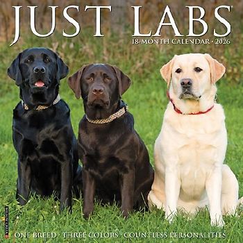 Labs 2026 12 X 12 Wall Calendar