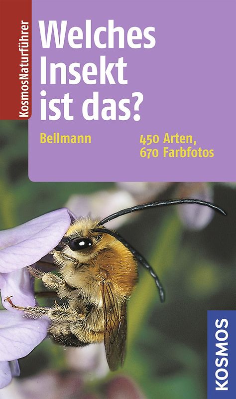 Welches Insekt ist das?