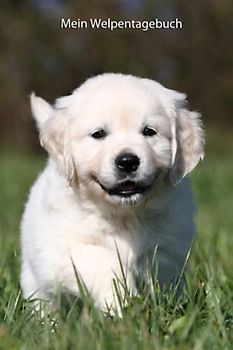 Mein Welpentagebuch: die ersten Monate mit meinem Golden Retriever