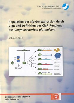 Regulation der clp-Genexpression durch ClgR und Definition des ClgR-Regulons aus Corynebacterium glutamicum
