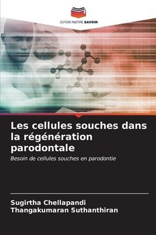 Les cellules souches dans la régénération parodontale