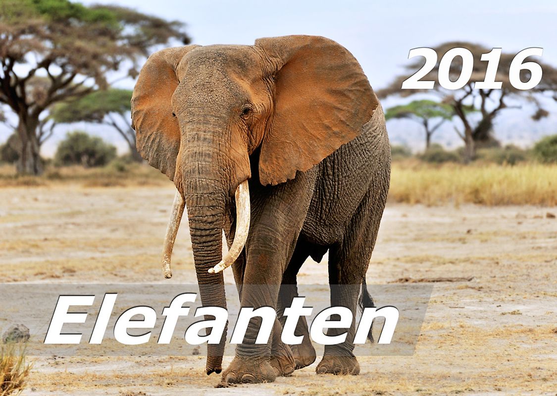 Elefanten 2016 Kalender (DIN A3)