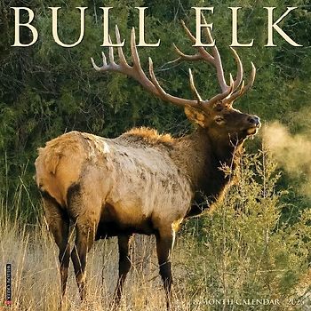 Bull Elk 2026 12 X 12 Wall Calendar