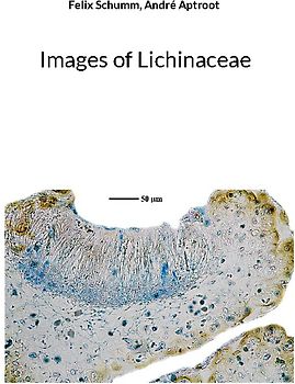 Images of Lichinaceae