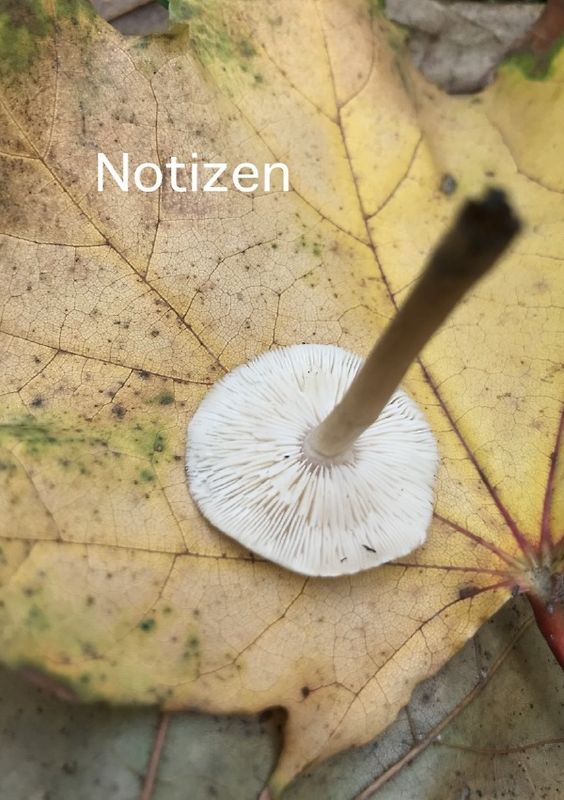 Notizen