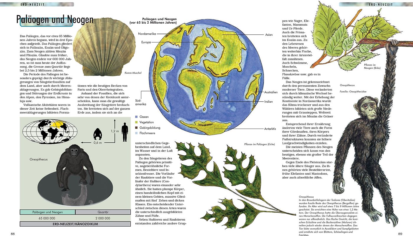 StirnhirnhinterZimmer