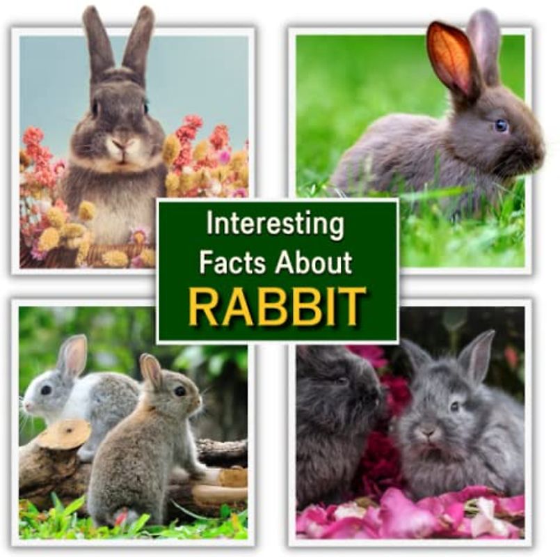 Interesting Facts about Rabbit: Rabbit Educational Wildlife Picture Book for Kids