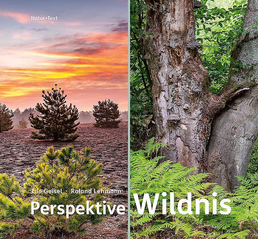 Perspektive Wildnis