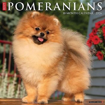 Pomeranians 2026 12 X 12 Wall Calendar
