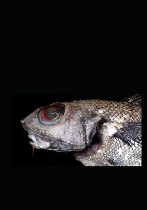 NORDSEEFAUNA I: Wirbeltiere