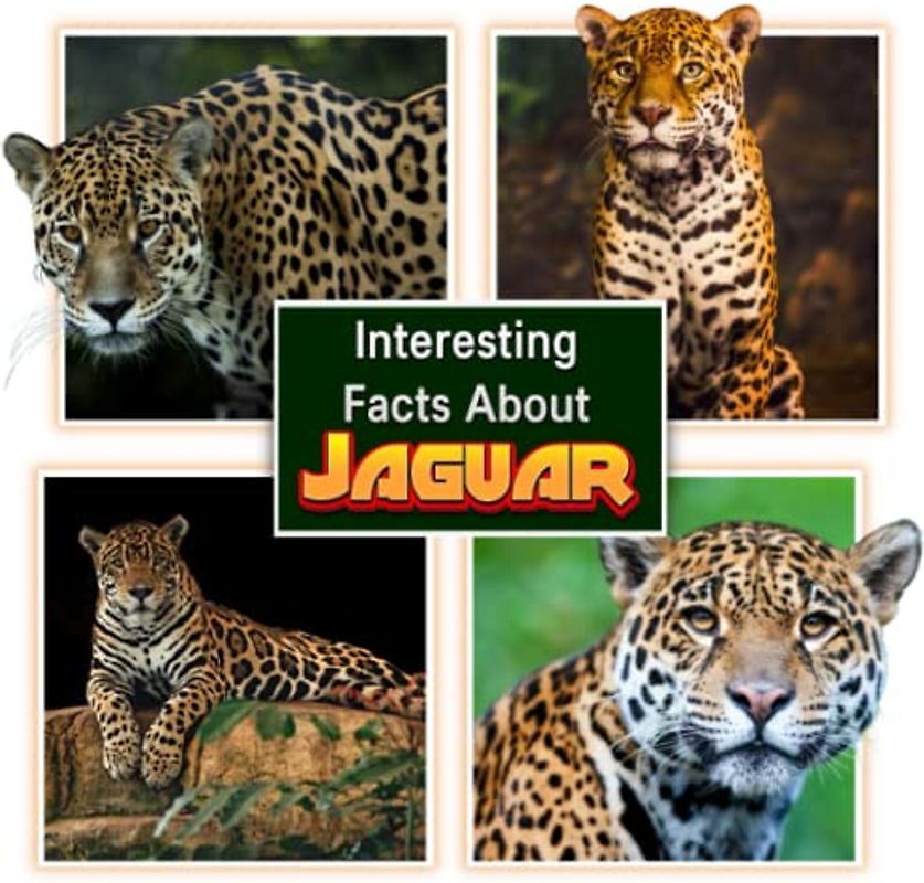 Interesting Facts About Jaguars: Children's Picture Book for Jaguars / Facts About Jaguars for Kids (A Colorful Picture Book for Kids)