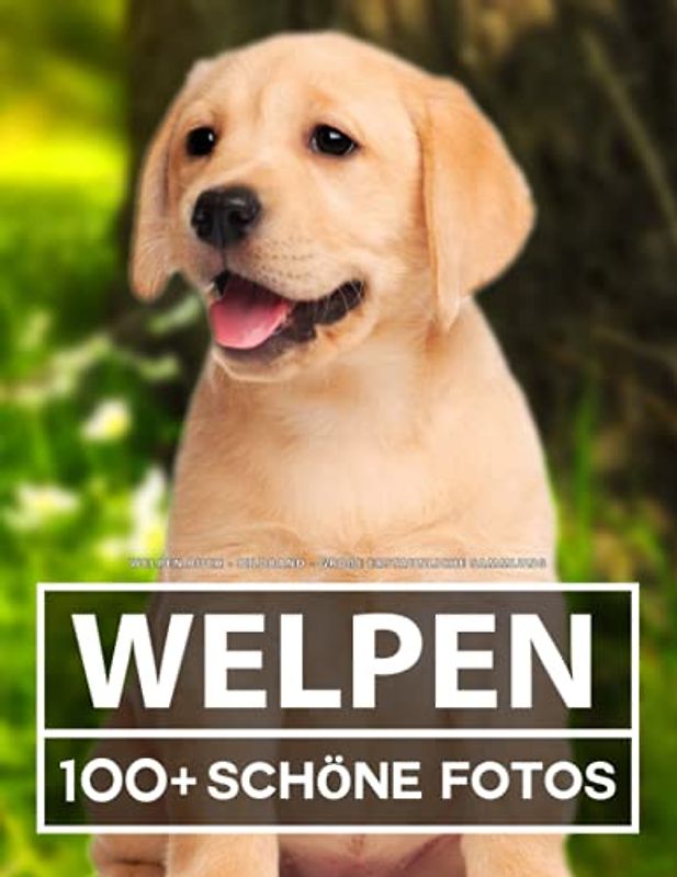 Welpen Buch - Bildband - Große Erstaunliche Sammlung: 100 Wunderschöne Bildern - Für Kinder und Erwachsene