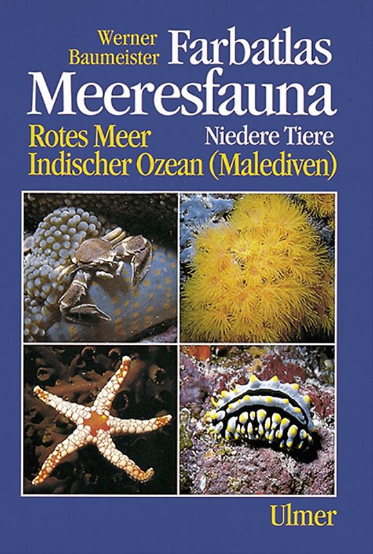 Meeresfauna - Niedere Tiere
