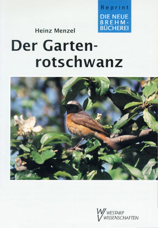 Der Gartenrotschwanz