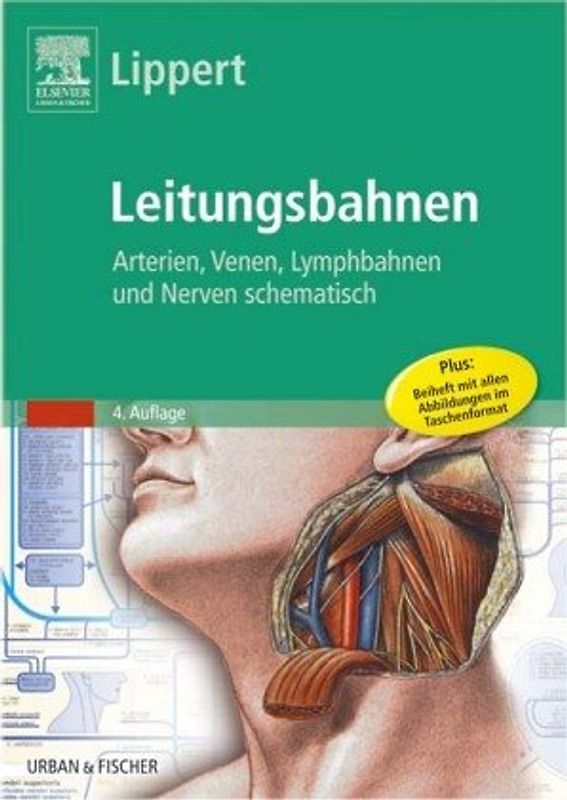 Lippert-Tafeln. Leitungsbahnen des Menschen