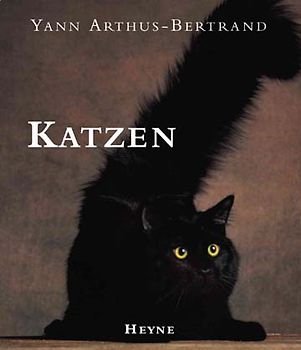 Katzen