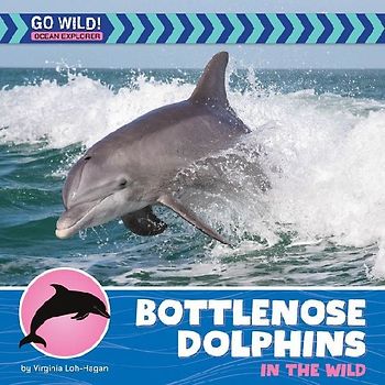 Bottlenose Dolphins in the Wild