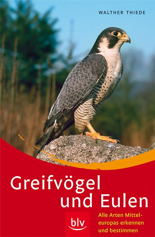 Greifvögel und Eulen