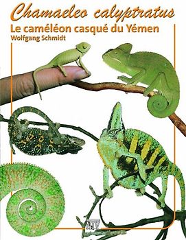 Chamaeleo calyptratus