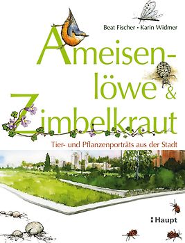 Ameisenlöwe und Zimbelkraut