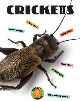 Crickets