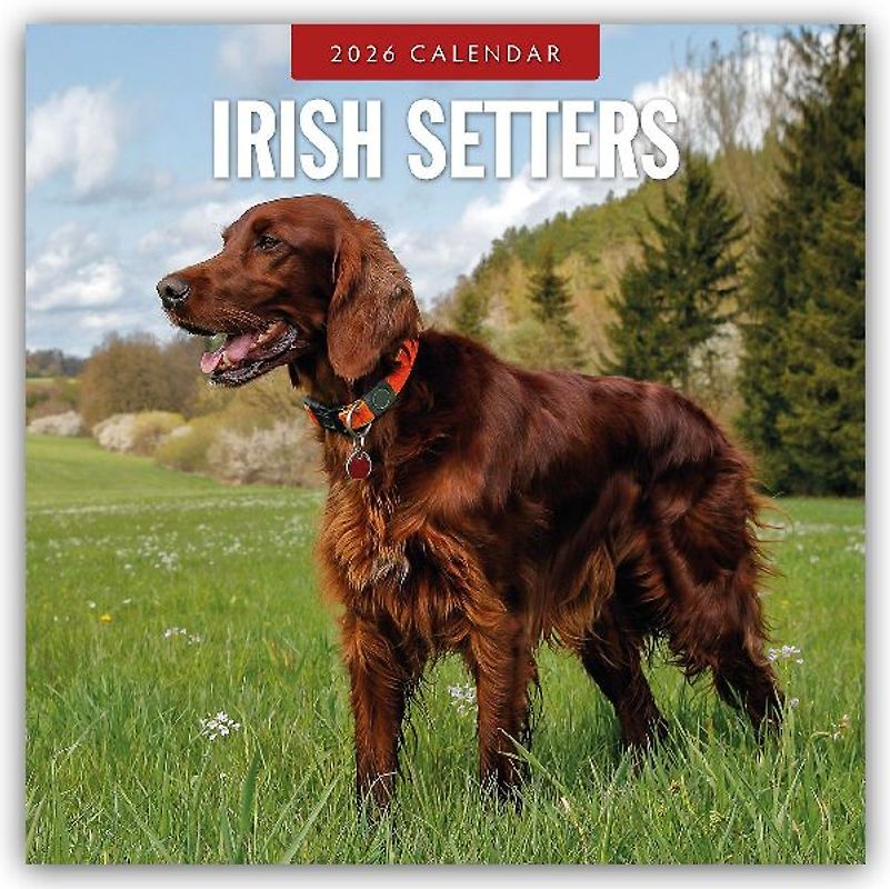 Irish Setters 2026 Square Wall Calendar